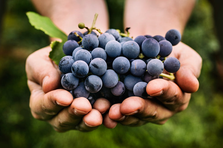 Rotwein
