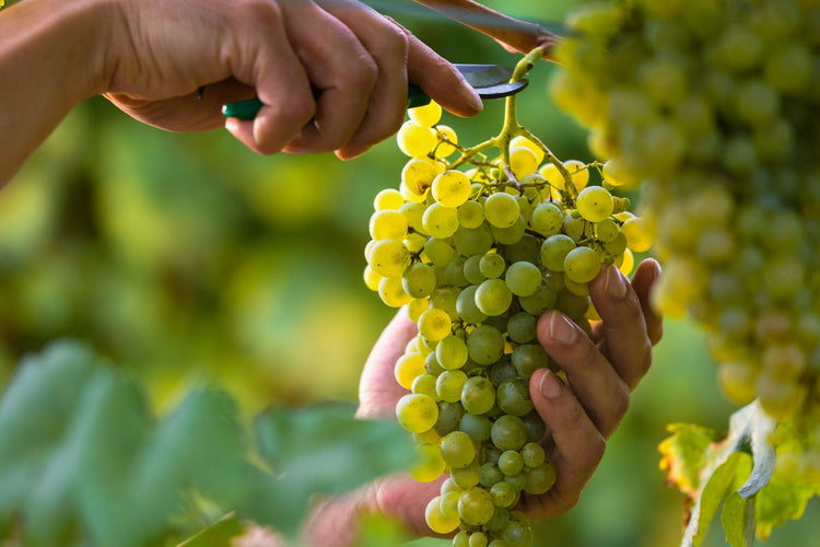 Weißwein